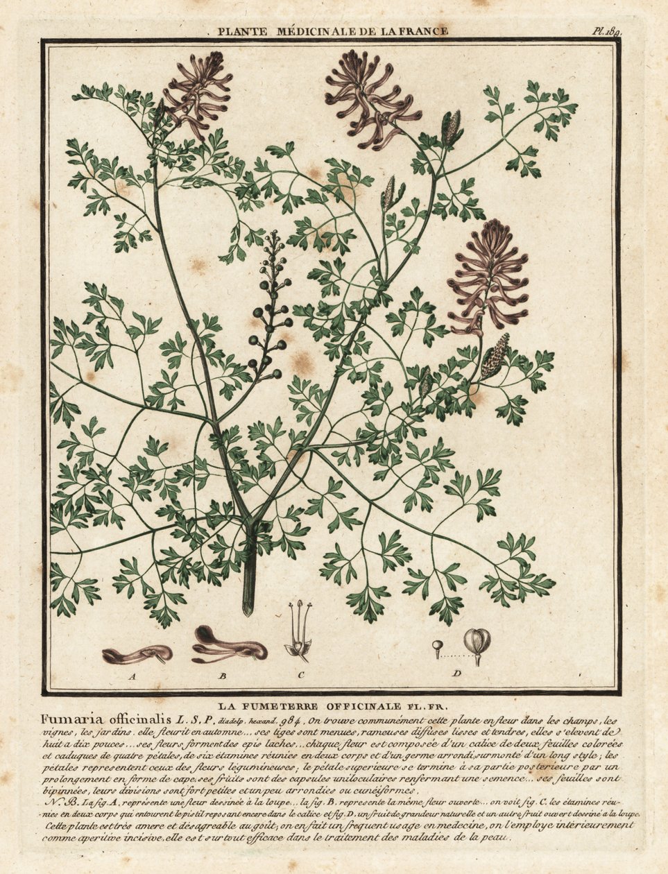 一般的なフミトリー、Fumaria officinalis。 作： 無名の画家
