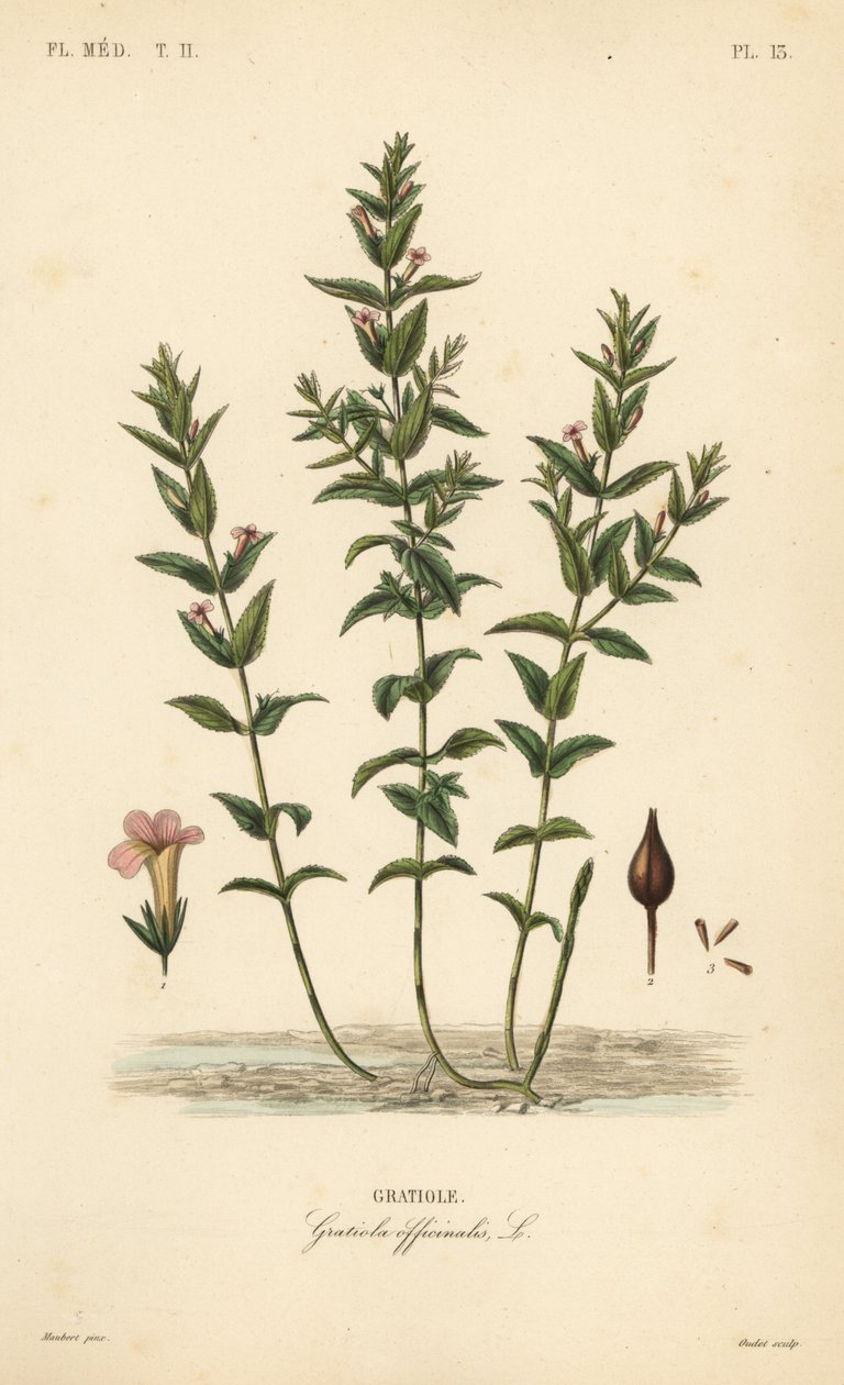 一般的なヘッジヒソップや恵みのハーブ、Gratiola officinalis、Gratiole。 作： 不明