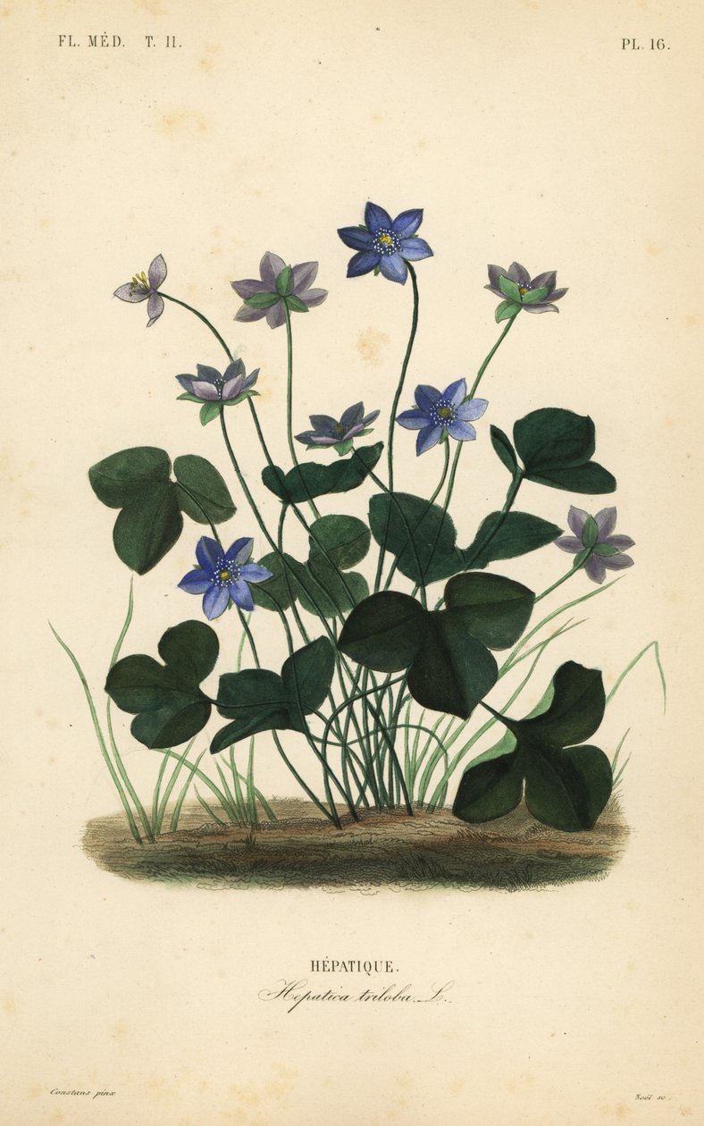 アネモネ・ヘパティカ（Anemone hepatica）、ヘパティカ・トリロバ（Hepatica triloba）、ヘパティーク（Hepatique）。 作： 不明