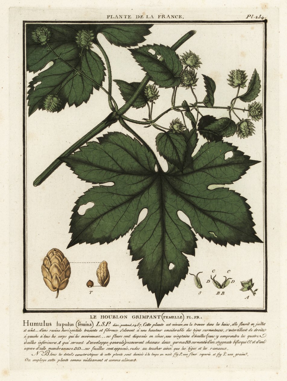 一般的なホップ、Humulus lupulus。 作： 無名の画家