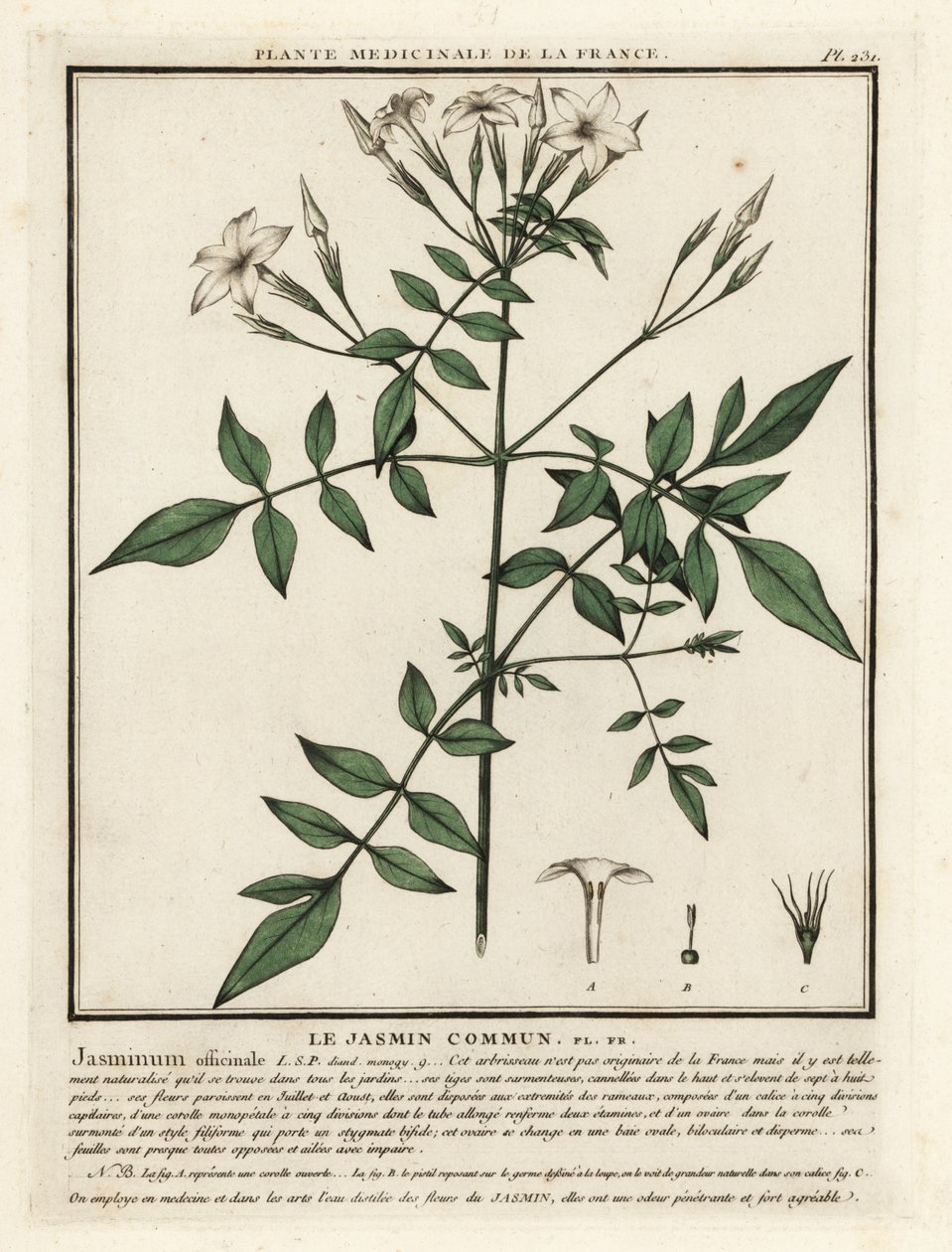 一般的なジャスミン、Jasminum officinale。 作： 無名の画家