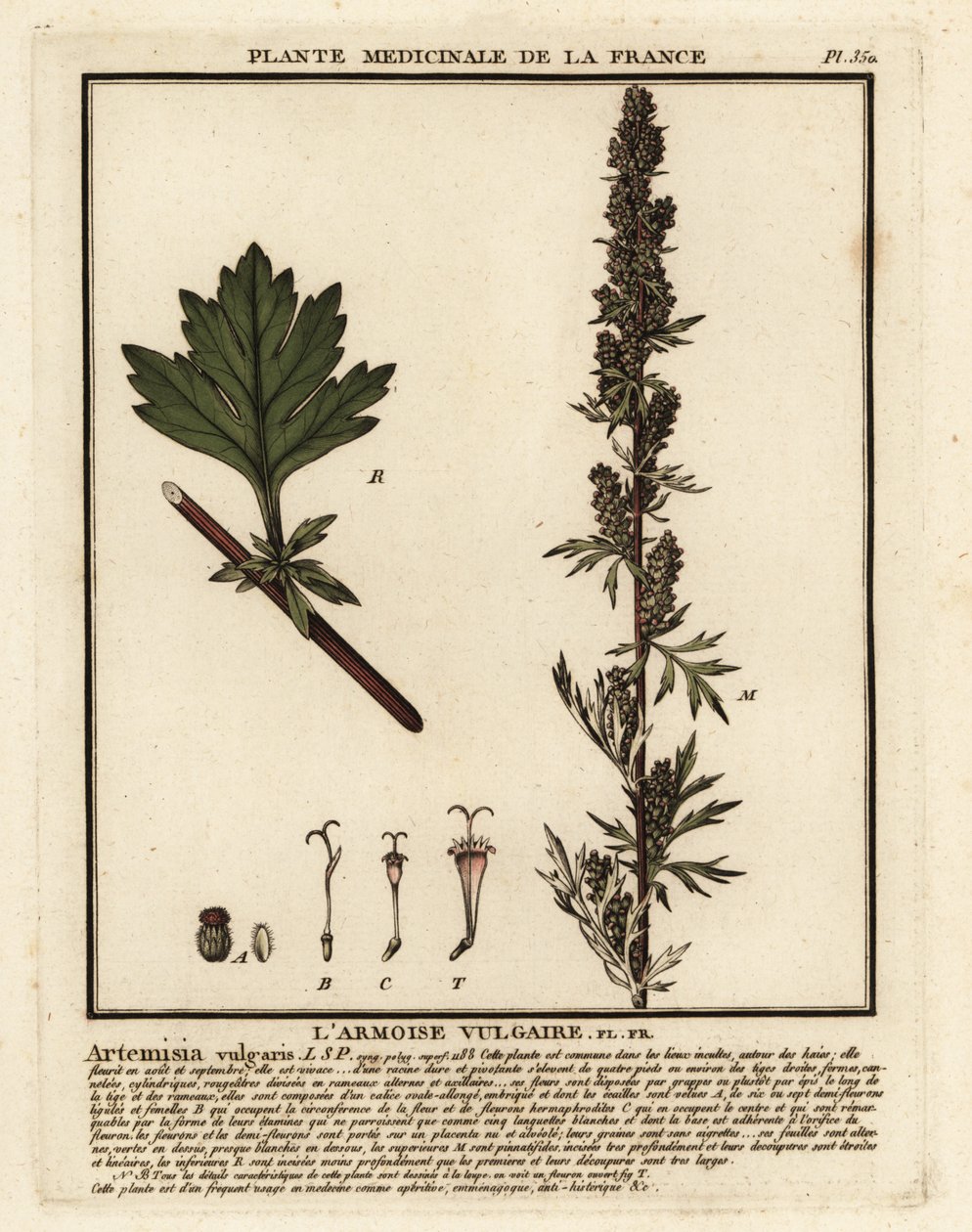 一般的なヨモギ、Artemisia vulgaris。 作： 無名の画家