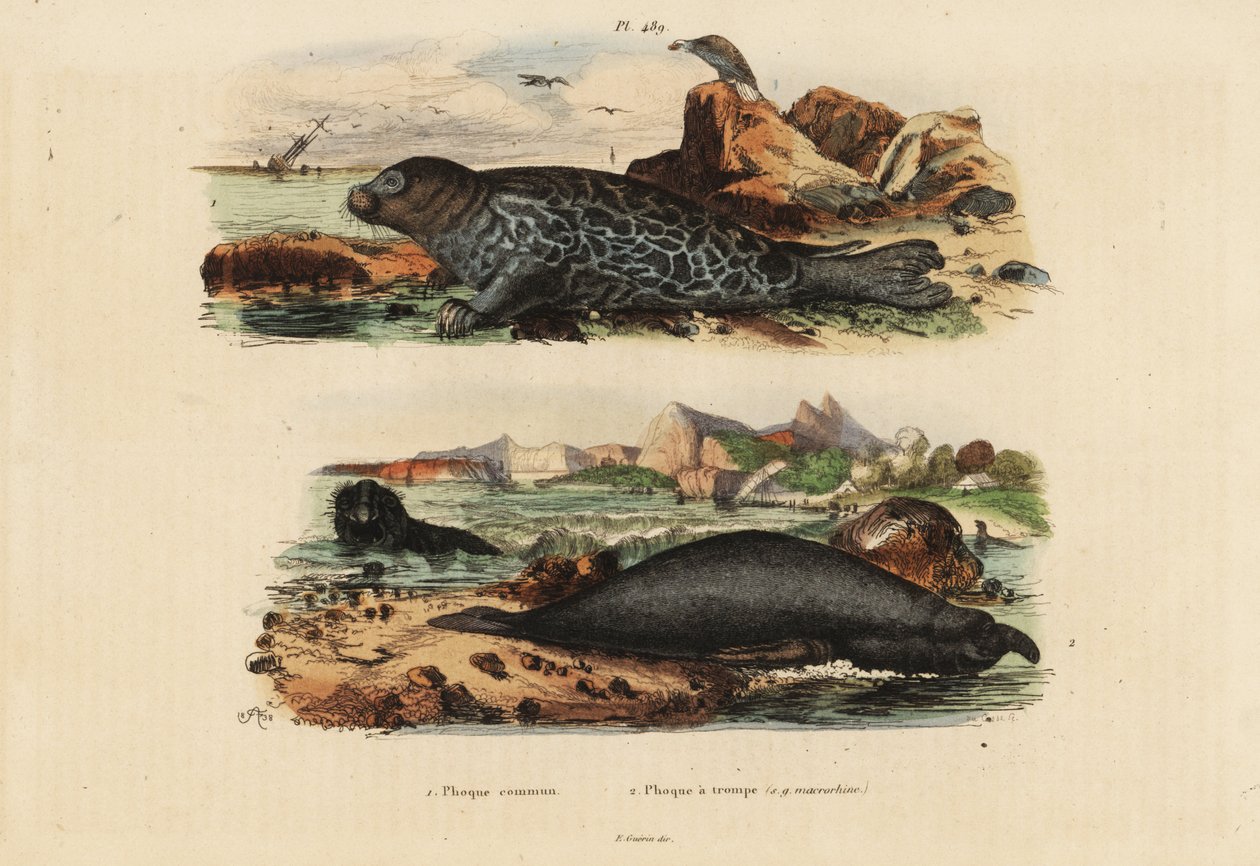 アザラシ(Phoca vitulina) 1、キタゾウアザラシ(Mirounga angustirostris) 2 作： 不明