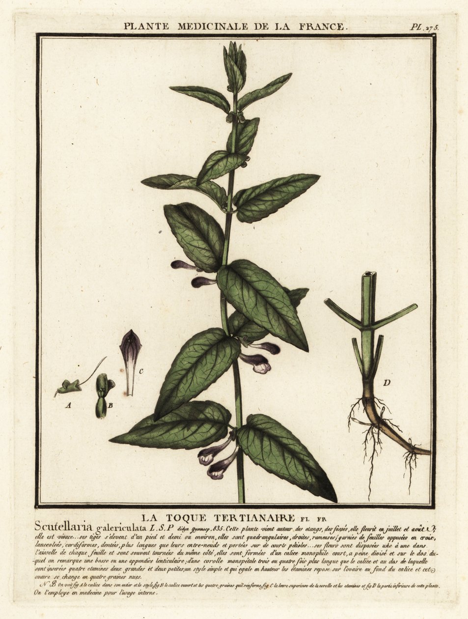 一般的なスカルキャップ、Scutellaria galericulata。 作： 無名の画家