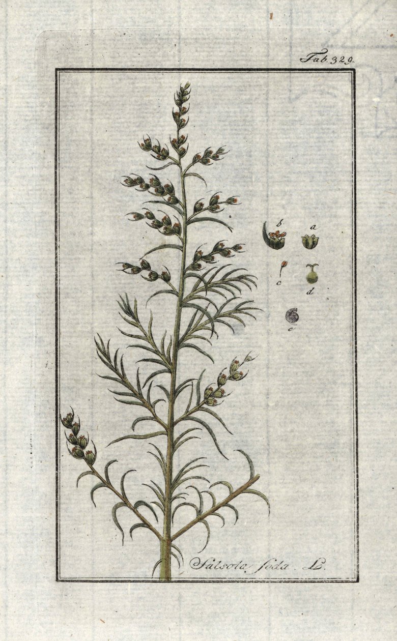 コモンソーダ（Salsola soda）。ヨハネス・ゾーン（1739-1799）作 "Afbeelding der Artseny-Gewassen "のリトグラフ（オランダ）。 作： 無名の画家