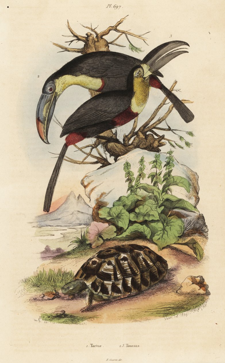 コウモリガメ（Testudo graeca）1、イオウヒメジ（Ramphastos sulfuratus）2、シロハラヒメジ（Ramphastos tucanus）3、トルテ、オオハシ 作： 不明