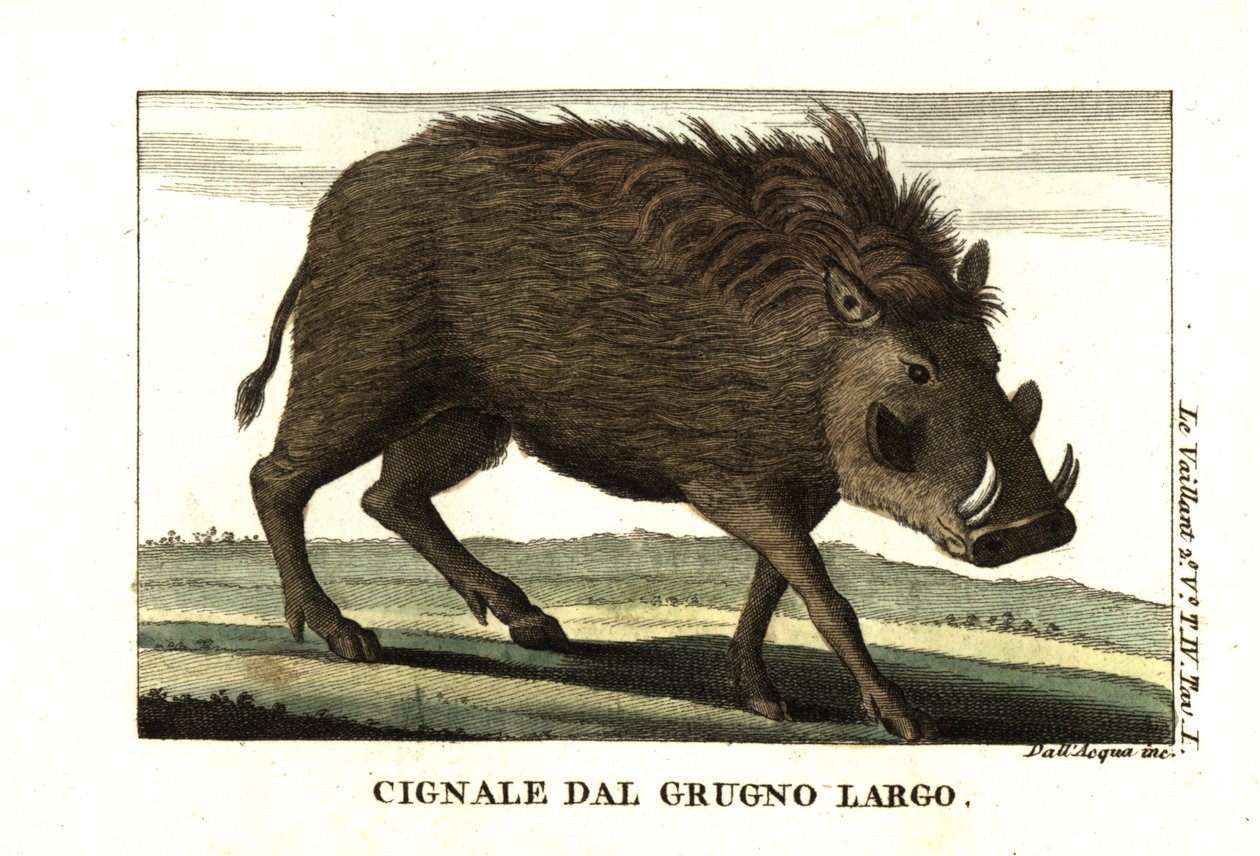 イボイノシシ（Phacochoerus africanus）。フランソワ・ル・ヴァイヤン（Llevillant）より 作： 無名の画家
