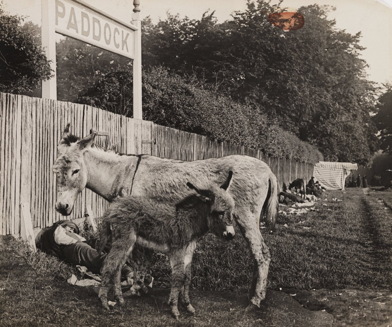 2頭のロバの合成写真、1909年頃 作： 不明