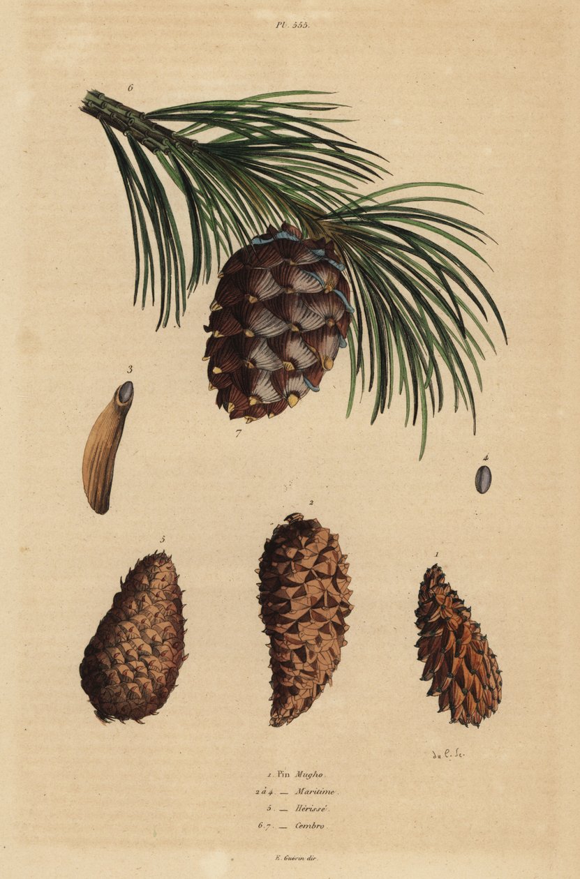 クリーピング・パイン（Pinus mugo）1、アレッポ・パイン（Pinus halepensis）2-4、ピッチ・パイン（Pinus rigida）5、スイス・パイン（Pinus cembra）6の球果 作： 不明