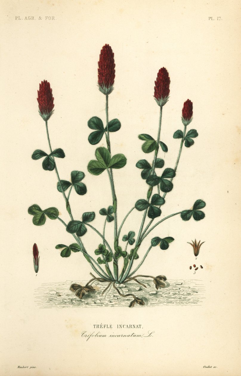 クリムゾンクローバーまたはイタリアンクローバー、Trifolium incarnatum、Trefle incarnat 作： 不明