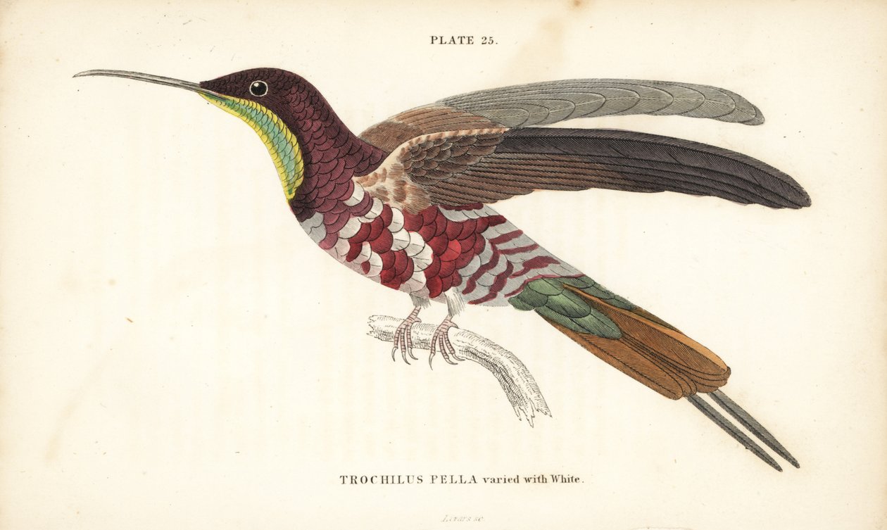 真紅のトパーズに白が混じったトパーザ・ペラ（Trochilus pella）。Sir William Jardine