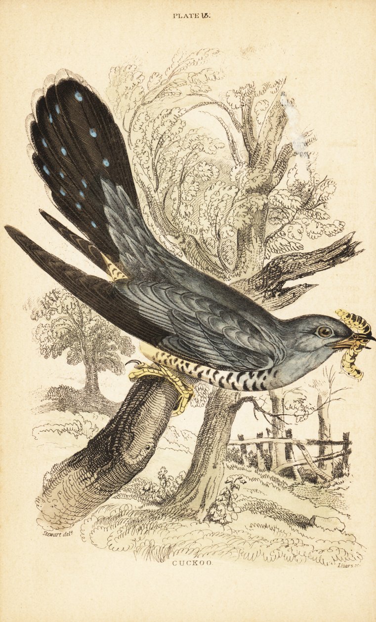 くちばしに毛虫を持つカッコウ、Cuculus canorus。 1889年（彫刻） 作： 無名の画家