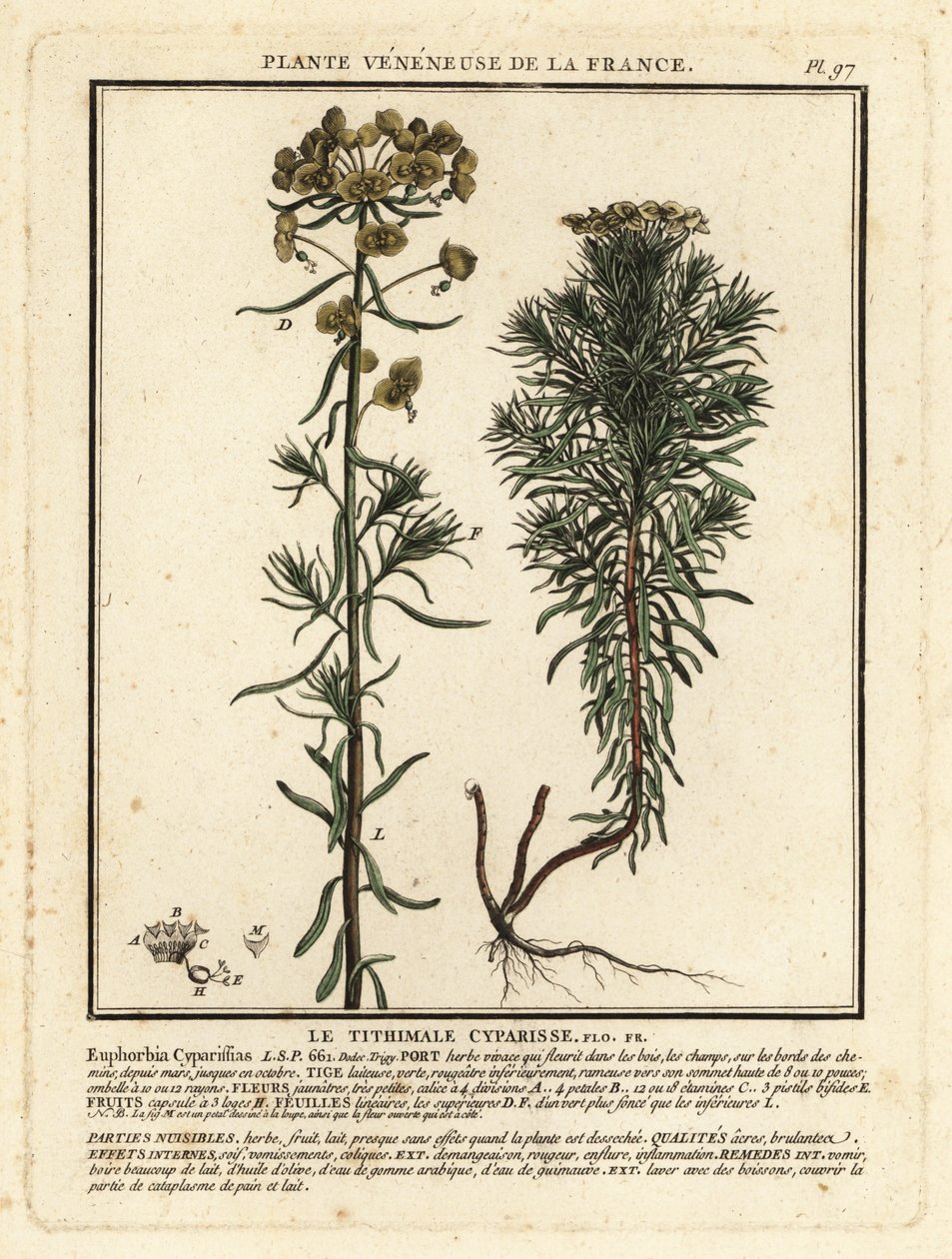 ヒノキ トウダイグサ、ユーフォルビア cyparissias。 作： 無名の画家