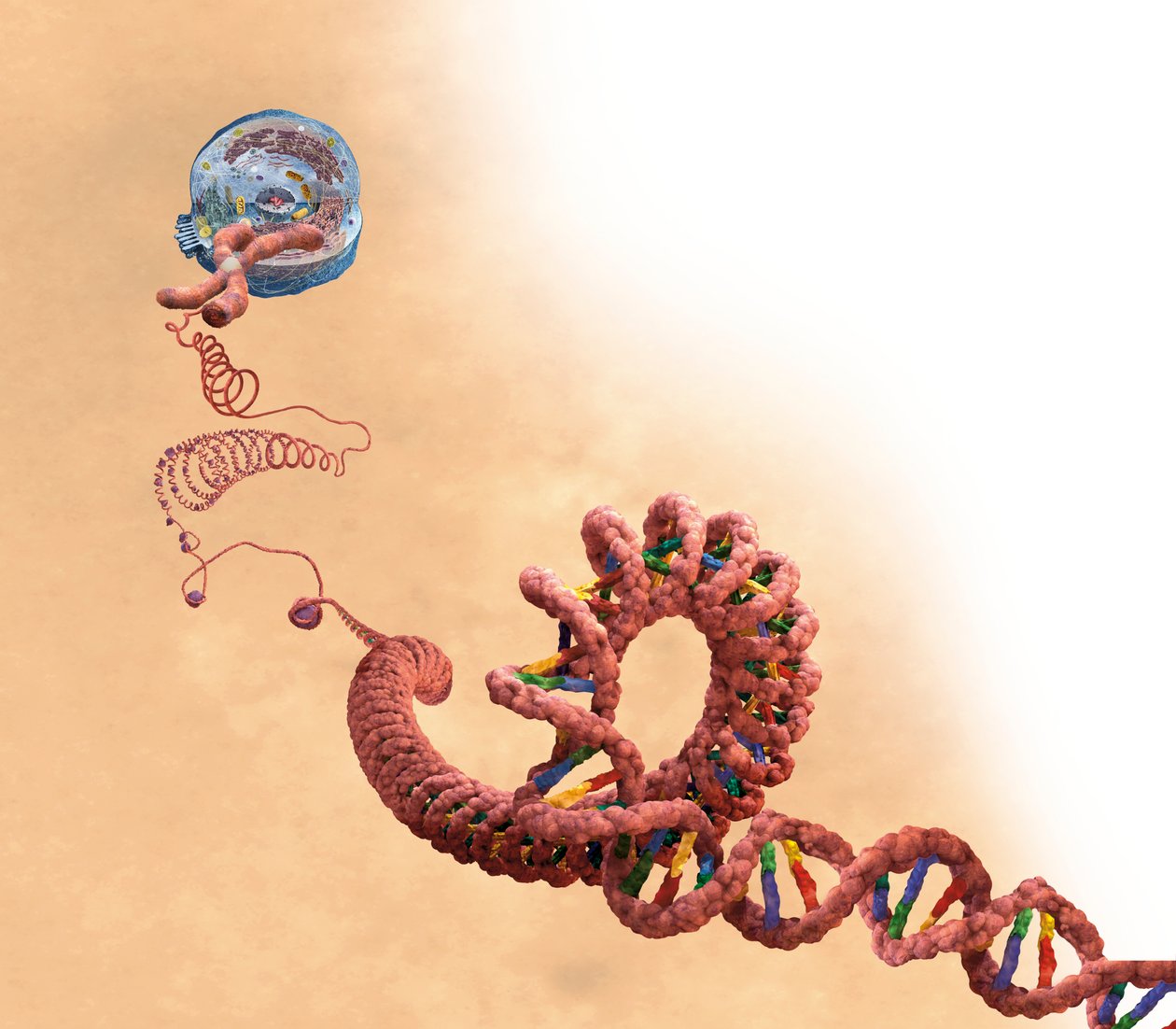 二重らせん、染色体、細胞を含むDNA 作： 無名の画家