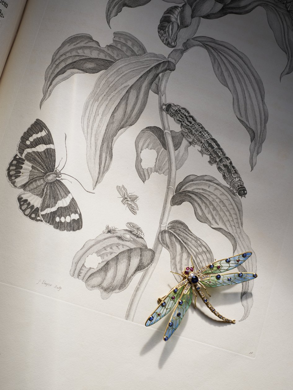 マリア・シビラ・メリアンの「Metamorphosis Insectorum」の上にあるDeborah Devonshireの虫と昆虫のジュエリー 作： アンジェリカ（attr。To）カウフマン