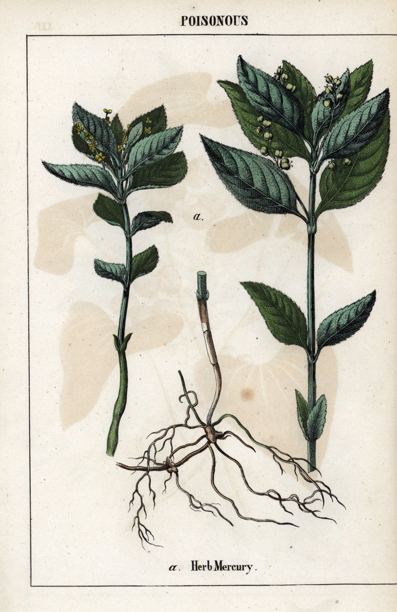 一年草のメルキュリア、植物の花、果実、根の解説。 作： 無名の画家