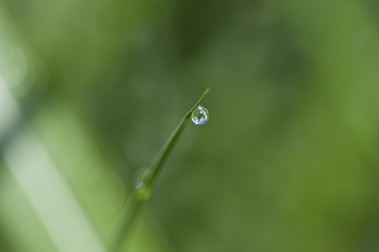 水滴（写真） 作： 無名の画家