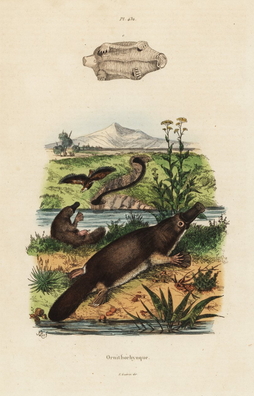 カモハゲカモノハシ（Ornithorhynchus anatinus 作： 不明