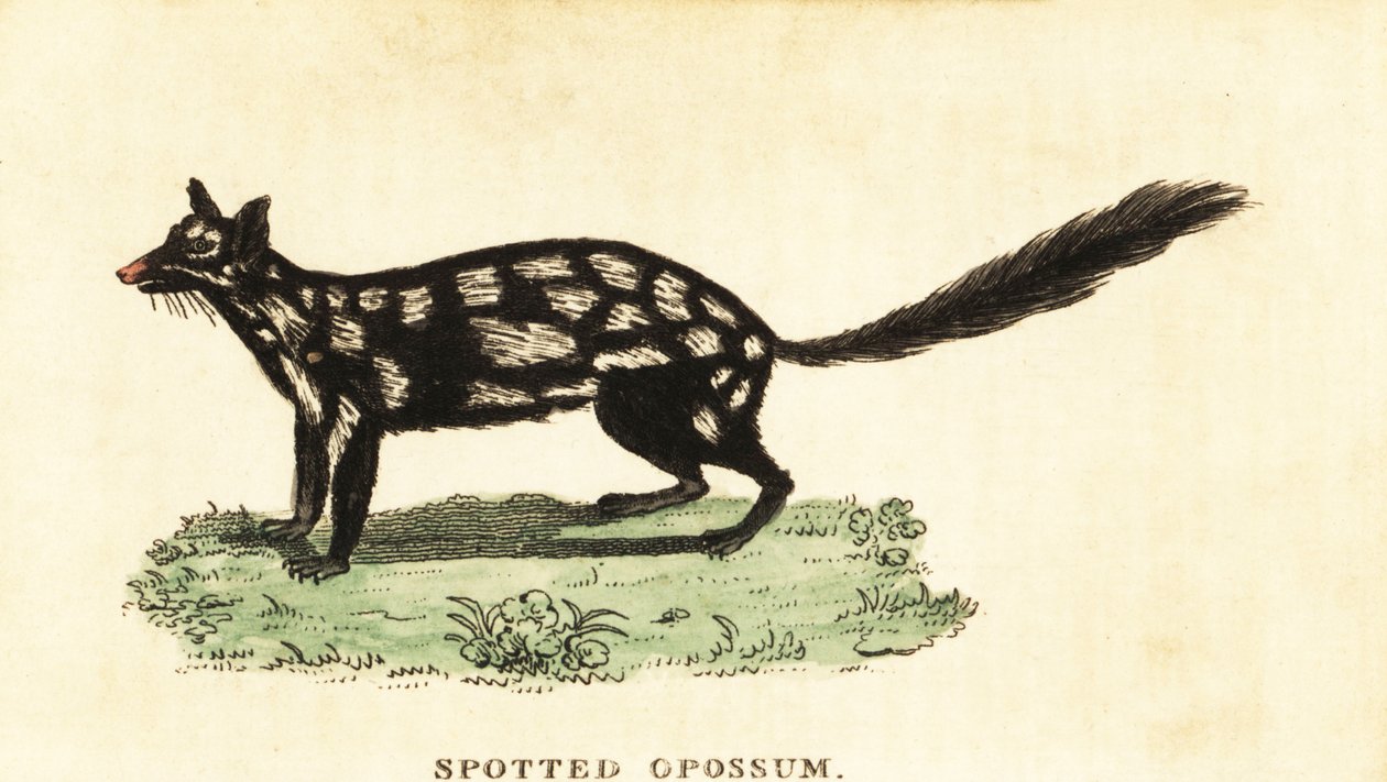 東部フクロネコ、Dasyurus アライグマ。 ,1800年（刻印） 作： 無名の画家
