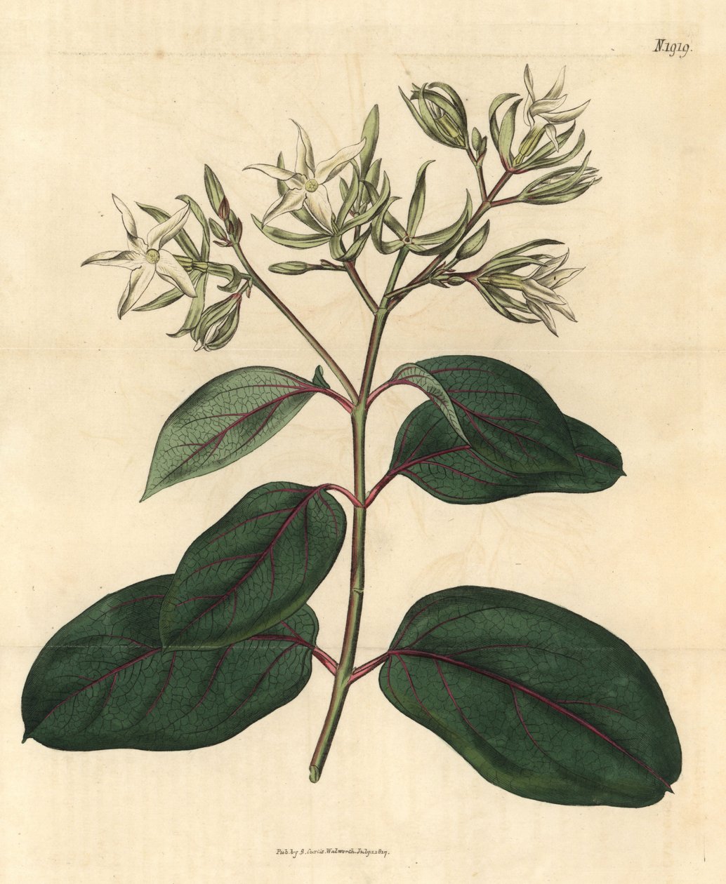 エキサイト - カメッティア・カリオフィラータ（丁子香エキサイト、Echites caryophyllata）。John Sims