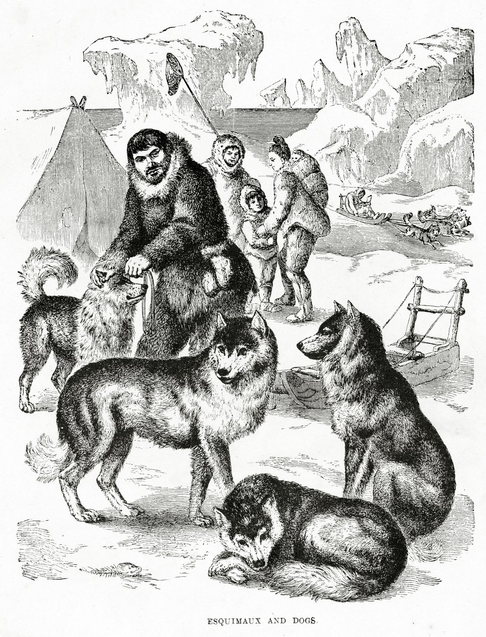 エスキモーと犬。1902年（リトグラフ 作： 不明