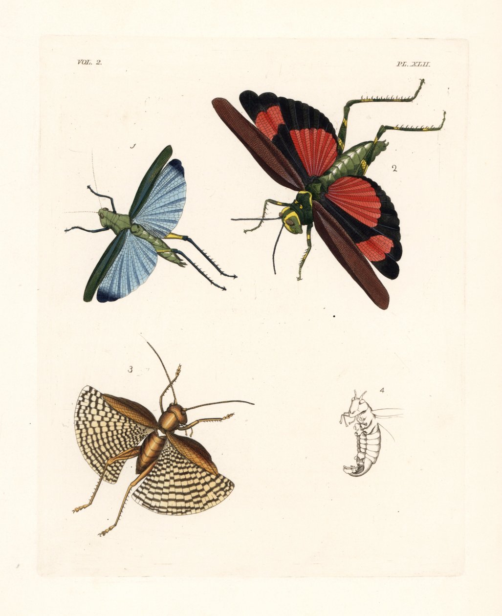 Eupropacris coeruleus バッタ 1、Chromacris miles 2、Gryllacris tessellata 3。ジョン・O・ウェストウッドによるドルー・ドリーの新版 "Illustrations of Exotic Entomology "の手彩色リトグラフ。 作： 無名の画家