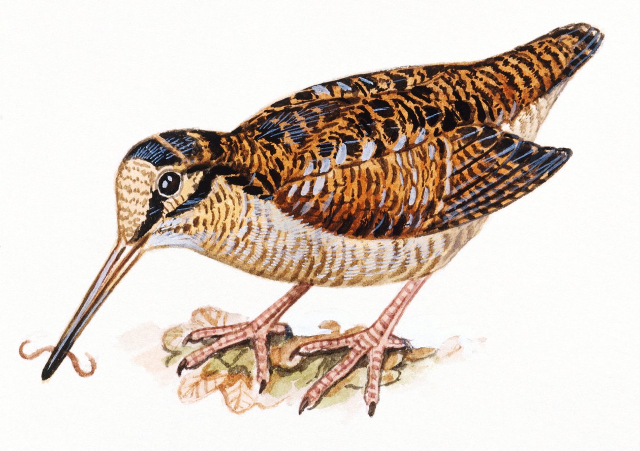 Eurasian Woodcock, Scopolax rusticola 作： 不明