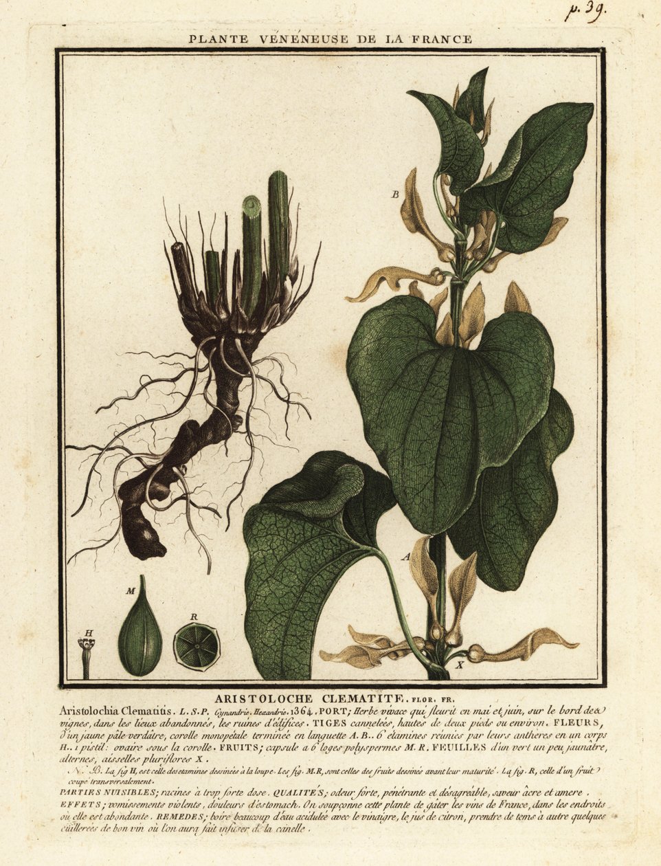 ヨーロッパ生まれの麦汁、Aristolochia clematitis。 作： 無名の画家