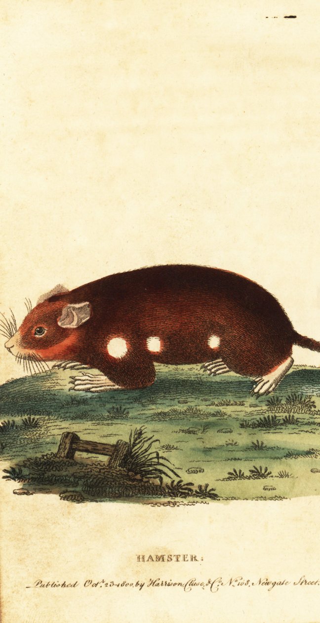 ヨーロッパのハムスター、Cricetus cicetus。 絶滅危惧。 ,1800年（刻印） 作： 無名の画家
