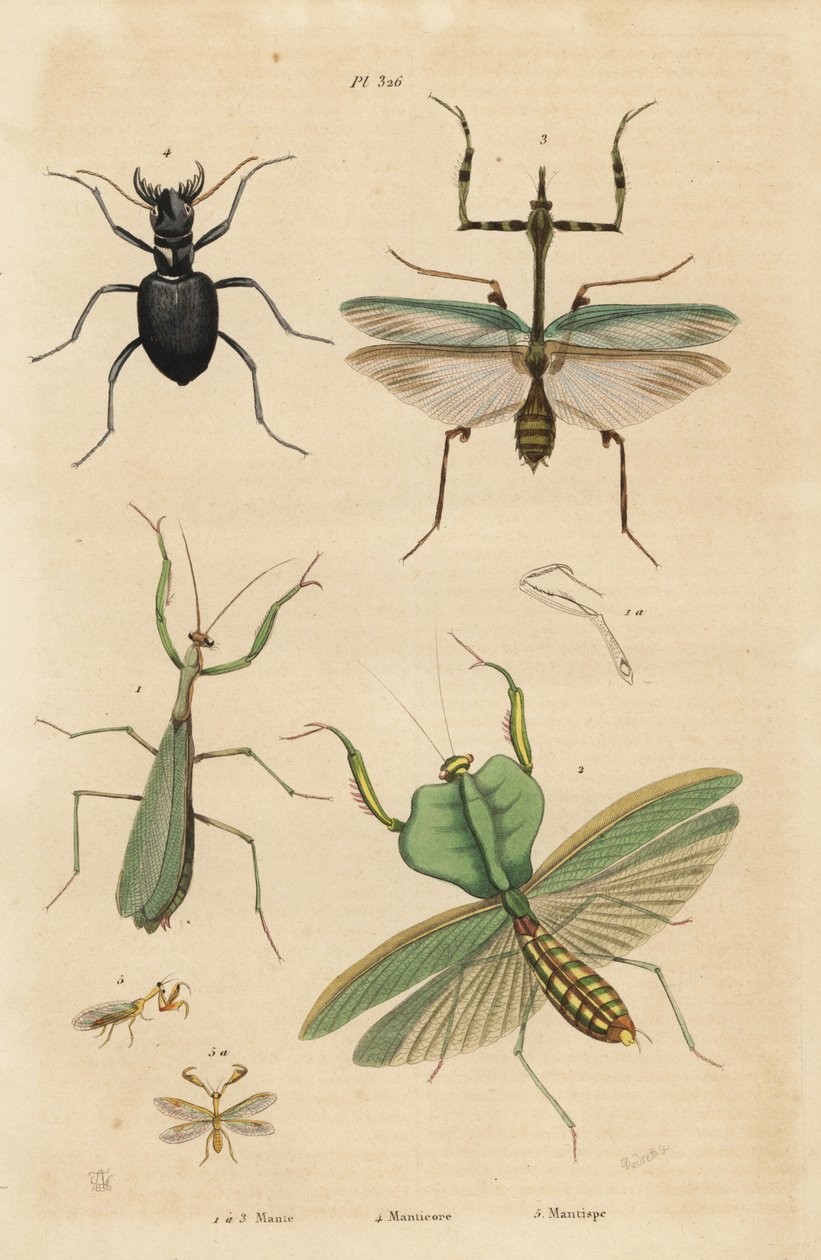 ヨーロッパカマキリ（Mantis religiosa）1、葉カマキリ（Choeradodis rhomboidea）2、トラカミキリ（Manticora latipennis）3、カマキリチョウ（Mantispa styriaca）4 作： 不明