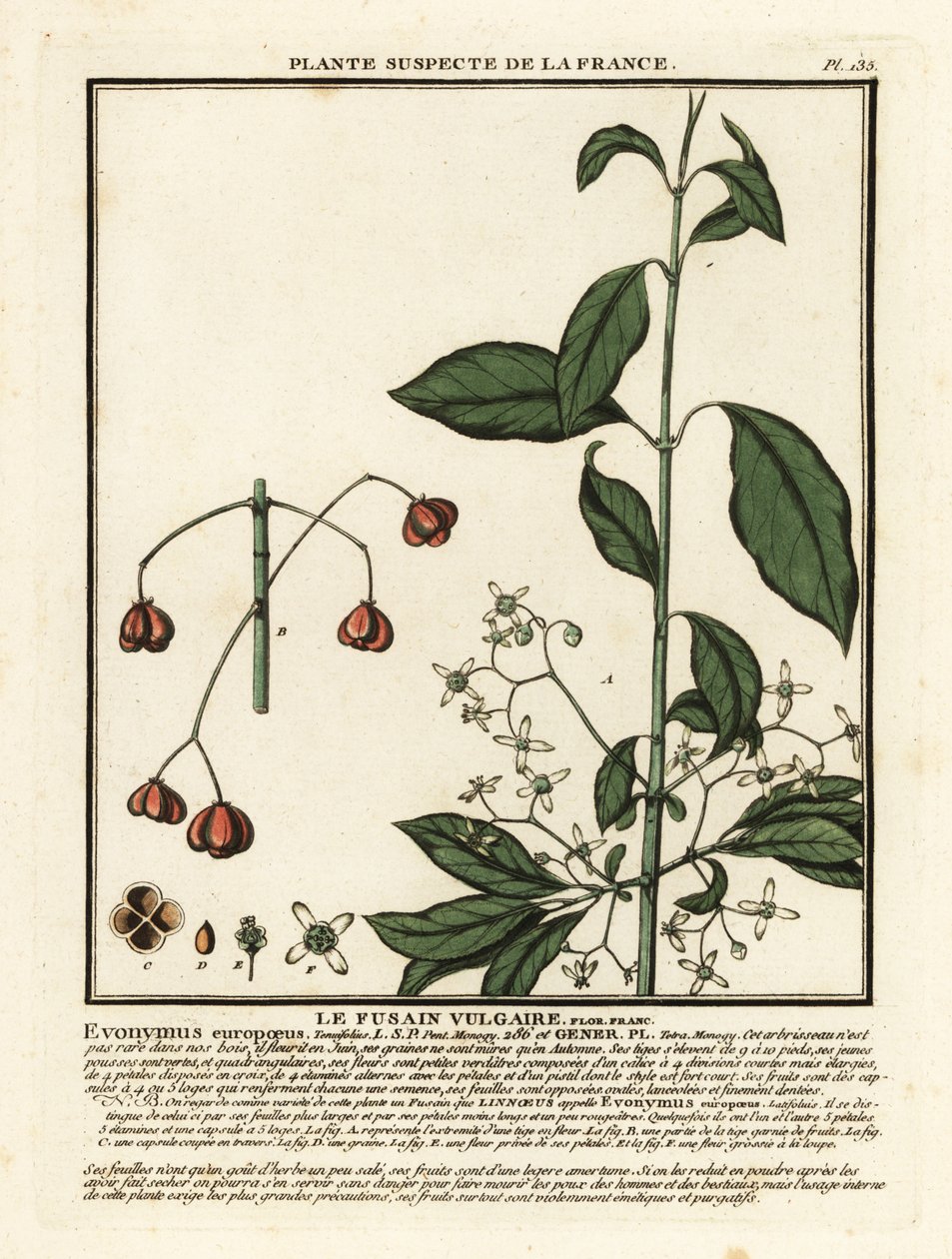 ヨーロッパのスピンドル、Euonymus europaeus。 作： 無名の画家
