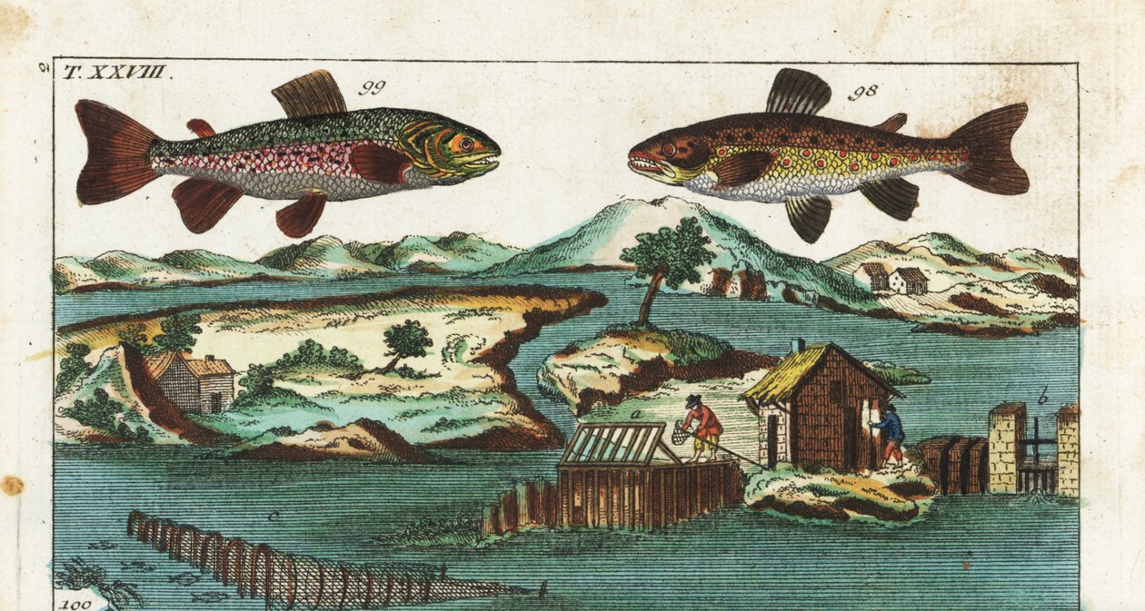 ヨーロピアン・トラウト-人工の瀬を利用した漁法で魚を獲る-イワナSalmo trutta trutta 98、イワナSalvelinus alpinus alpinus 99、川の人工の瀬を利用した漁法でサケをグリルや網で獲る。手彩色銅版 作： 無名の画家