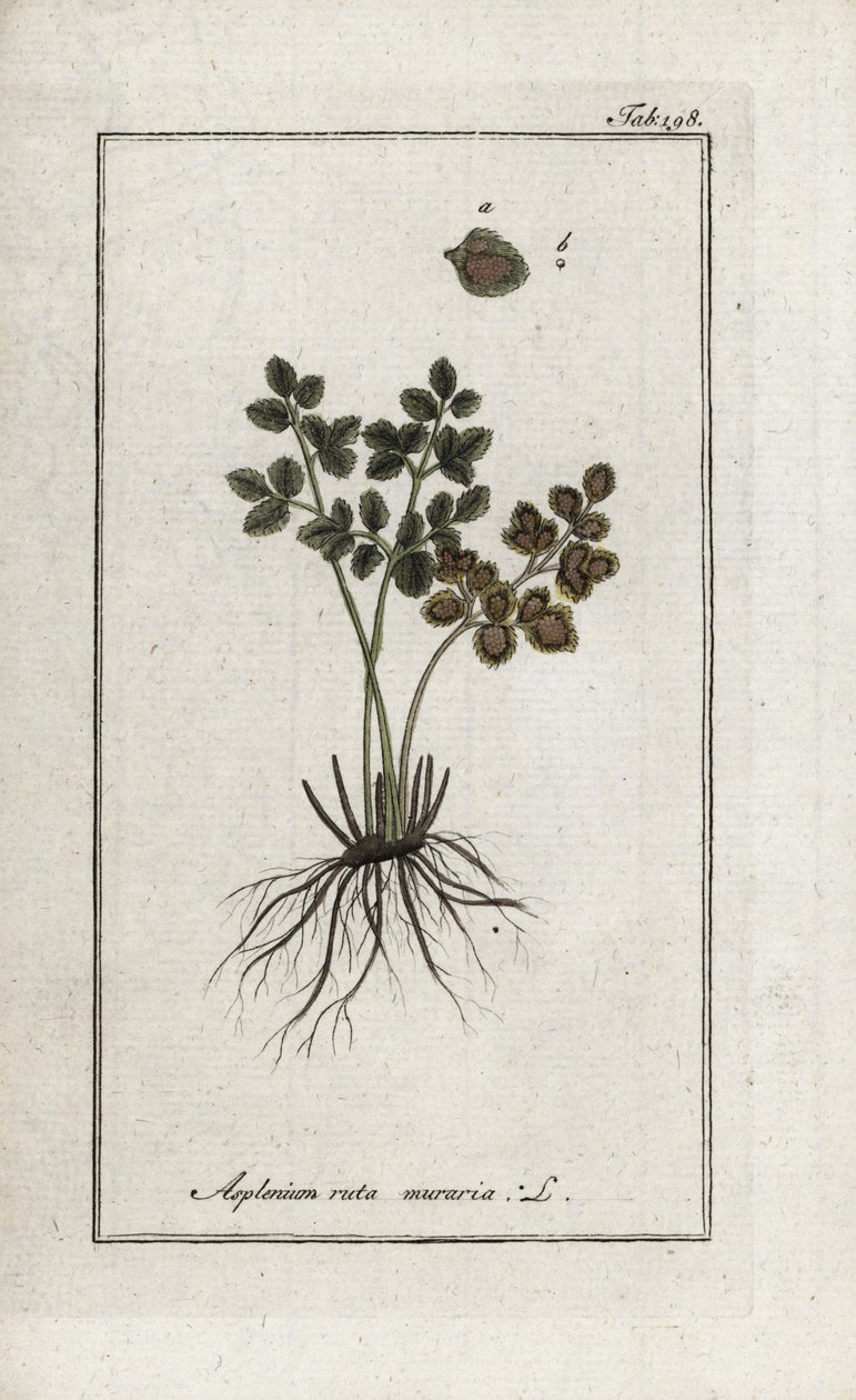 壁のシダdoradillaまたは壁のアスプレニア通り（Asplenium ruta muraria）。オランダ、ヨハネス・ゾーン（1739-1799）作 "Afbeelding der Artseny-Gewassen "よりリトグラフ。 作： 無名の画家