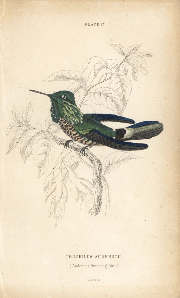祝祭のコケット、Lophornis chalybeus（オーデネットハチドリ、Trochilus audenetii）。Sir William Jardine