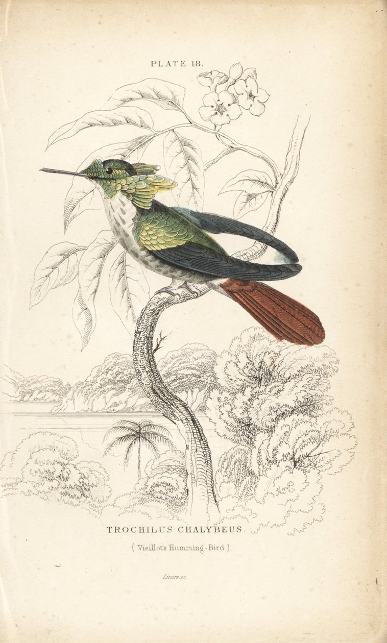 祝祭のコケット、Lophornis chalybeus（Vieillot