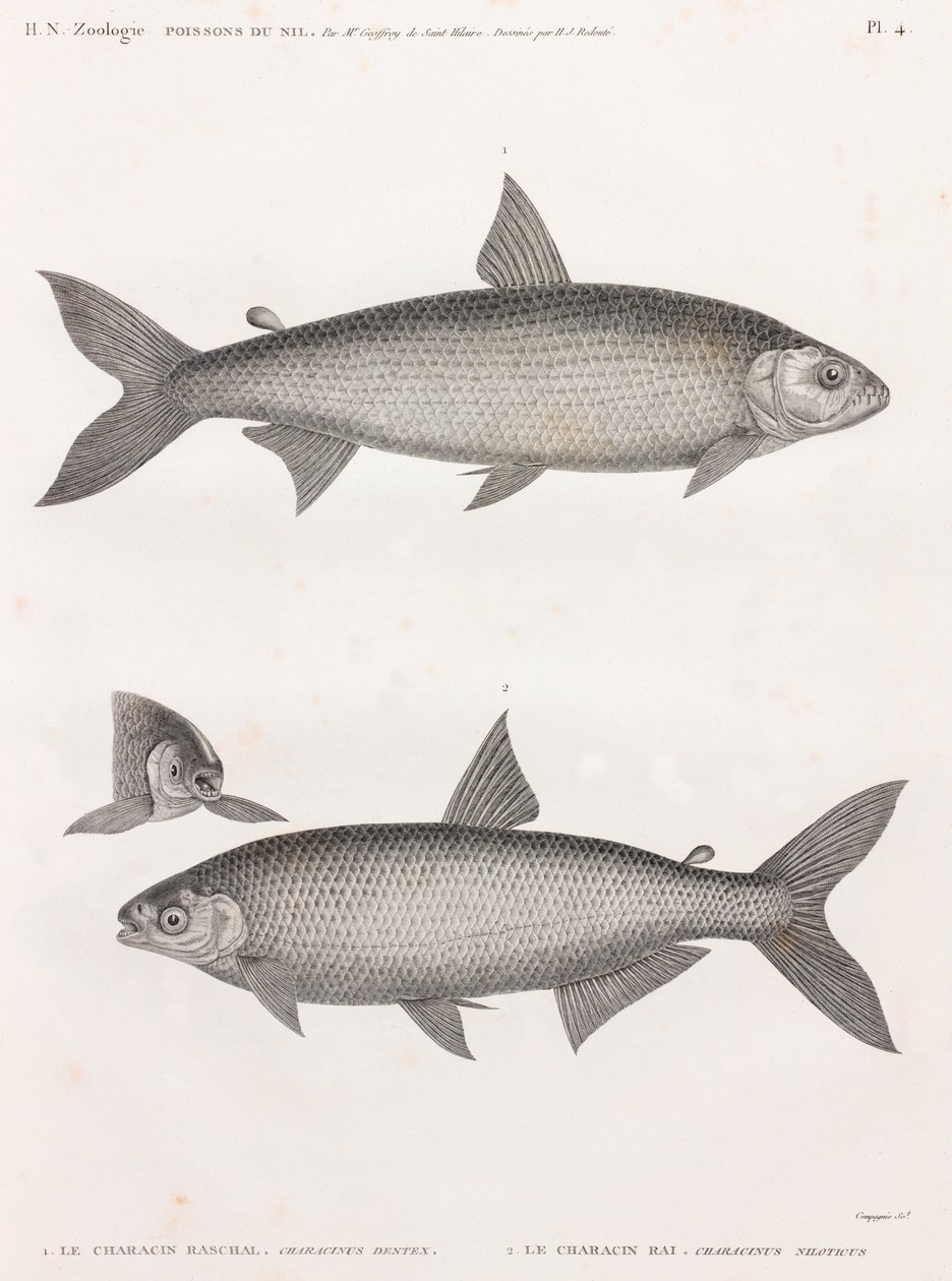 魚です。Le Characin 作： 不明
