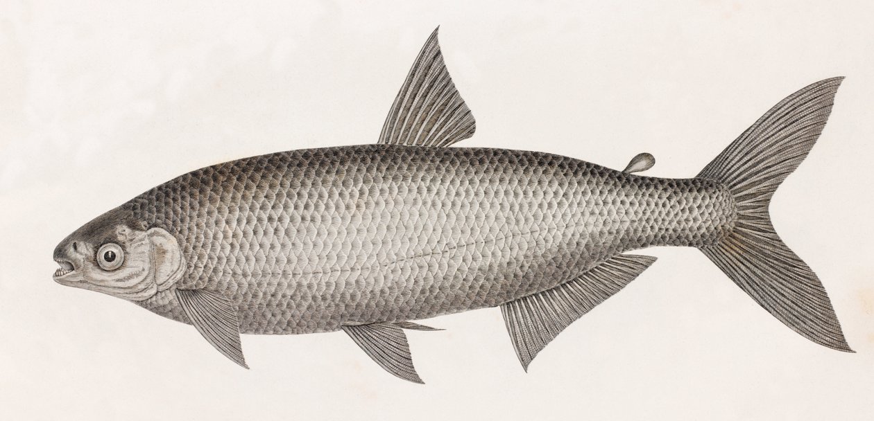 魚です。Le Characin 作： 不明