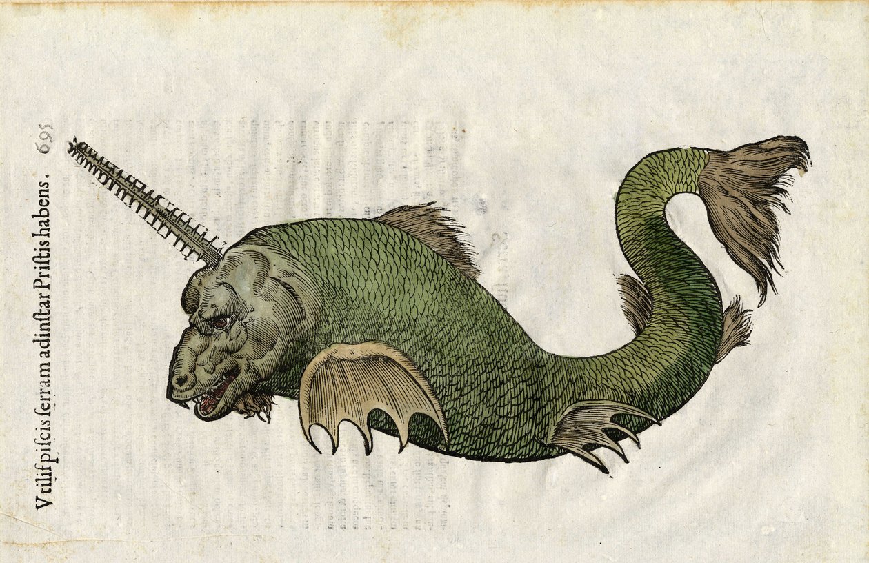 魚は、"Ulyssis Aldrouandi....(邦訳)」にある。Antonius Bernia in lucem restit...."は、ウリッセ・アルドロヴァンディ（1522-1605）の博物学を扱っている。ボローニャ 作： 無名の画家