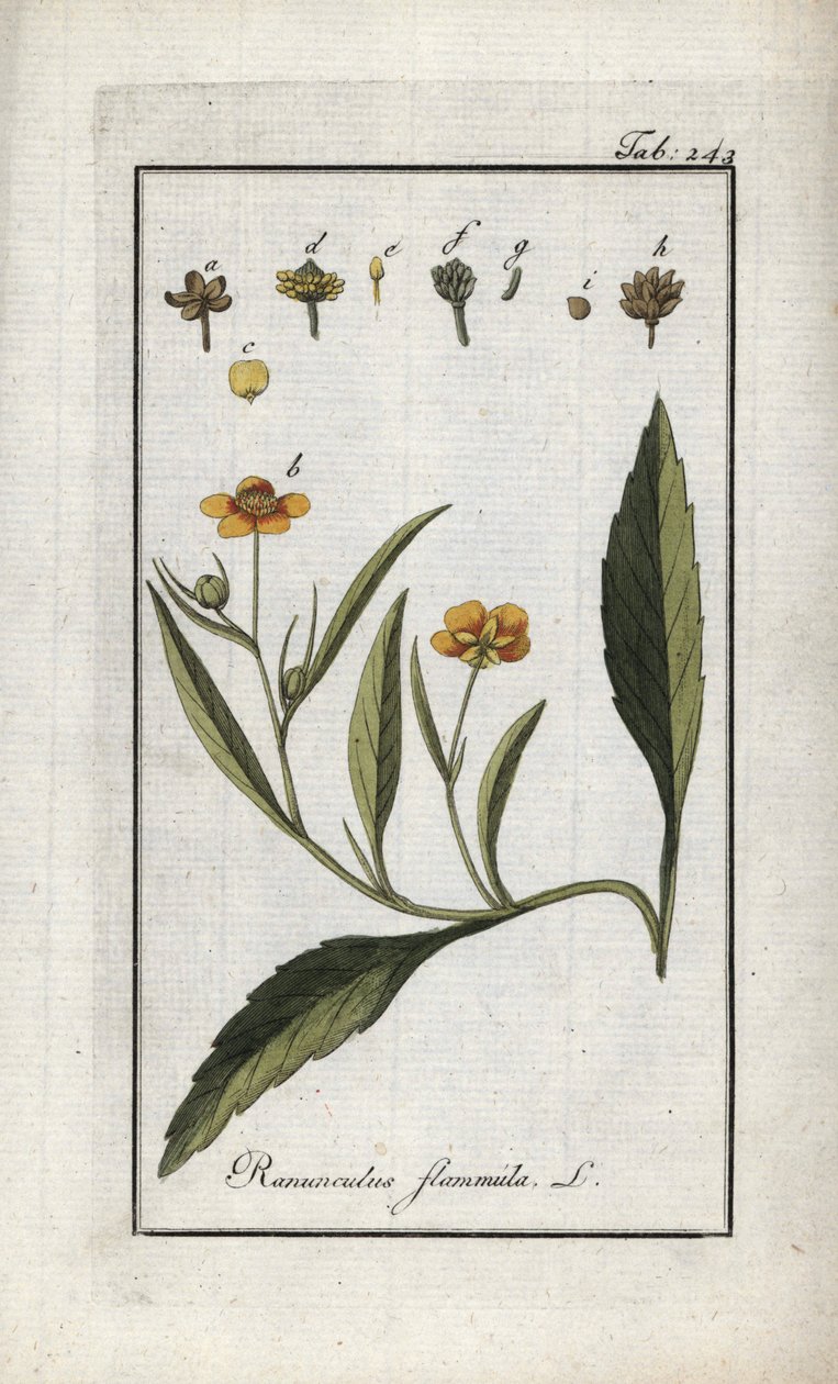 炎キンポウゲまたは小堀または小炎（Ranunculus flammula）。オランダ、ヨハネス・ゾーン（1739-1799）の「Afbeelding der Artseny-Gewassen」よりリトグラフ。 作： 無名の画家