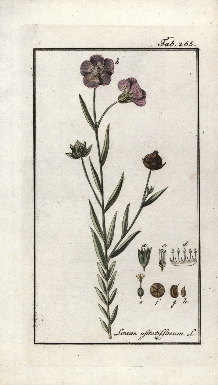 亜麻仁（Linum usitatissimum）。ヨハネス・ゾーン（1739-1799）作 "Afbeelding der Artseny-Gewassen "よりリトグラフ、オランダ 作： 無名の画家