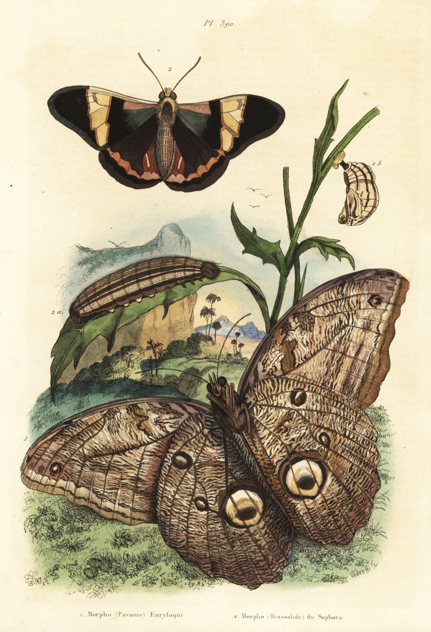 フォレストジャイアントフクロウの蝶、Caligo eurilochus 1とBrassolis sophoraeの蝶、サナギ、イモムシ2 作： 不明