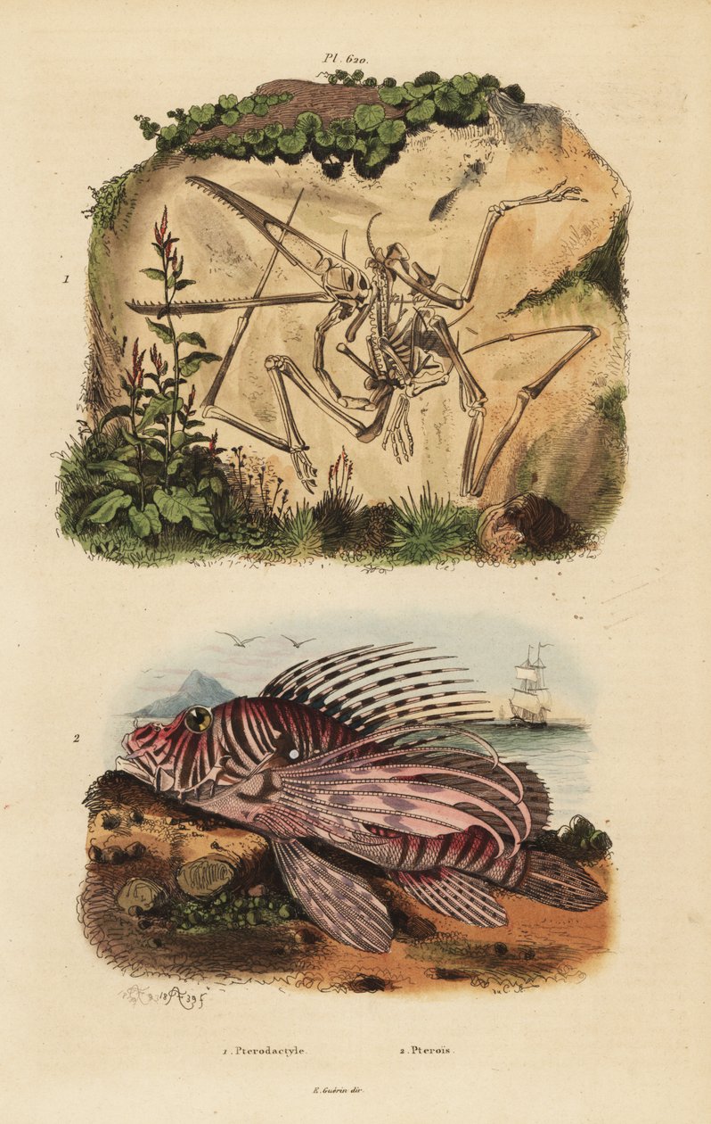絶滅した翼竜(Pterodactylus antiquus)とアカハラミズナギドリ(Pterois volitans)の骨格の化石 作： 不明