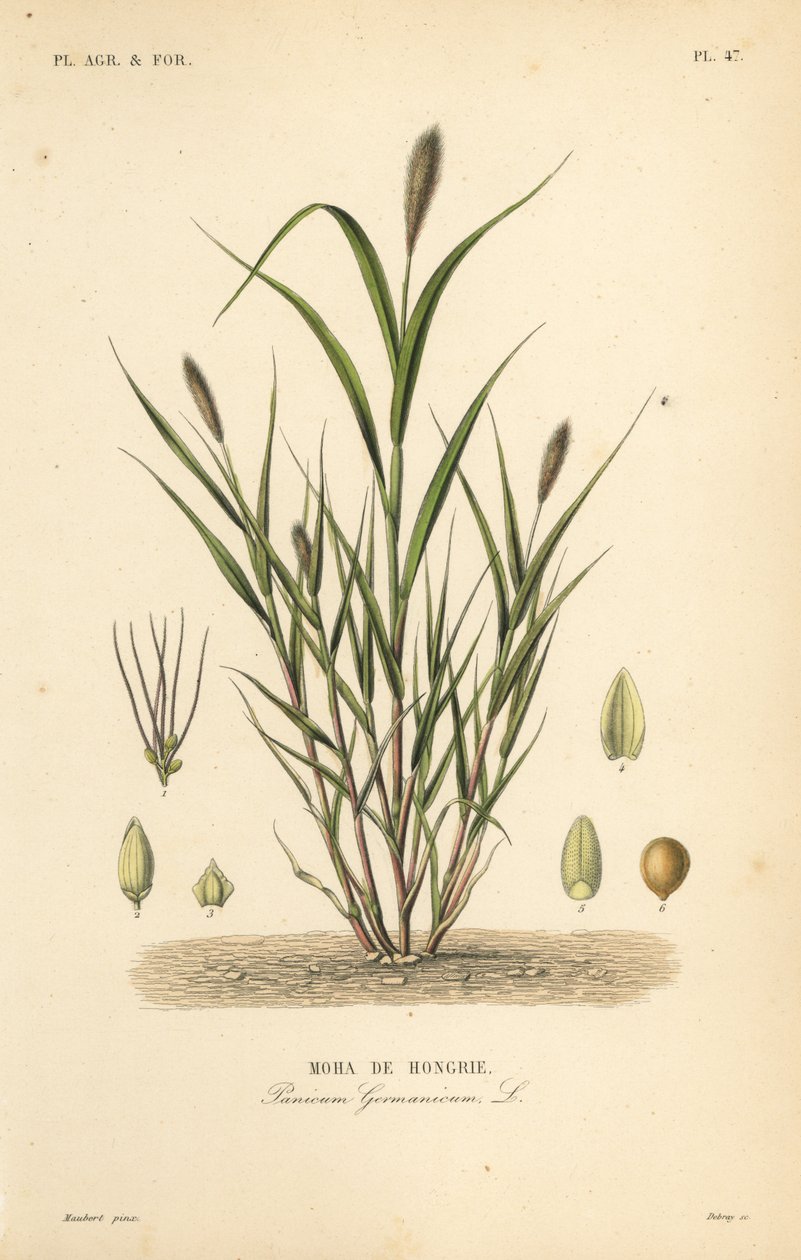 アオキビ、イタリアキビ、Setaria italica、Panicum germanicum、Moha de Hongrie 作： 不明