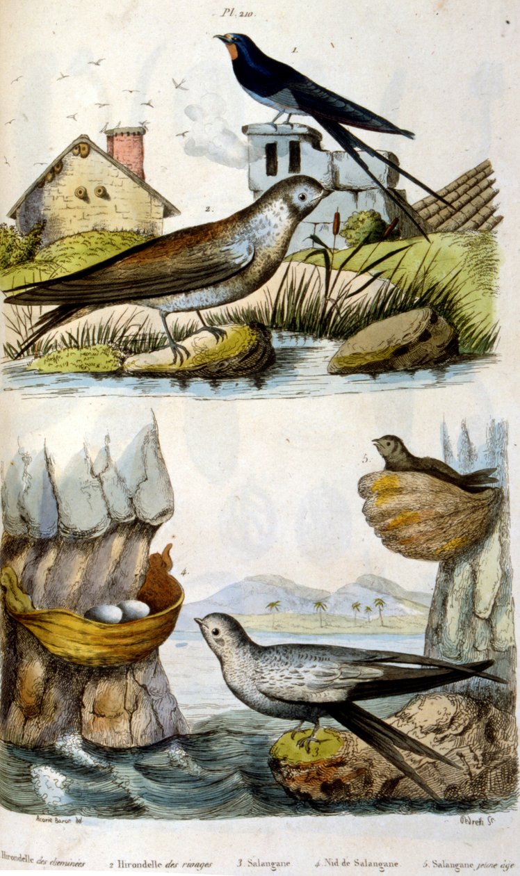 フランス語。1884年頃の彩色図版。川や沿岸の鳥が描かれている。 作： 無名の画家