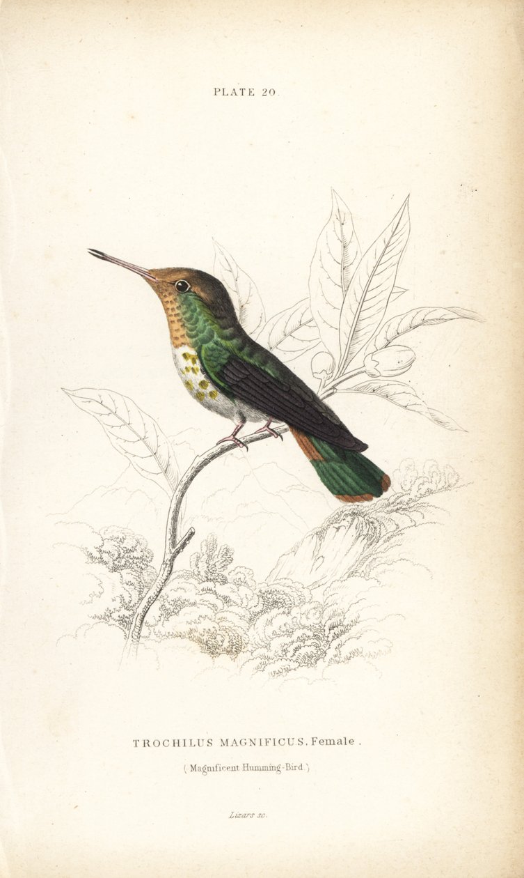 フリルド・コケット、Lophornis magnificus、メス（Magnificent Hummingbird, Trochilus magnificus）。Sir William Jardine