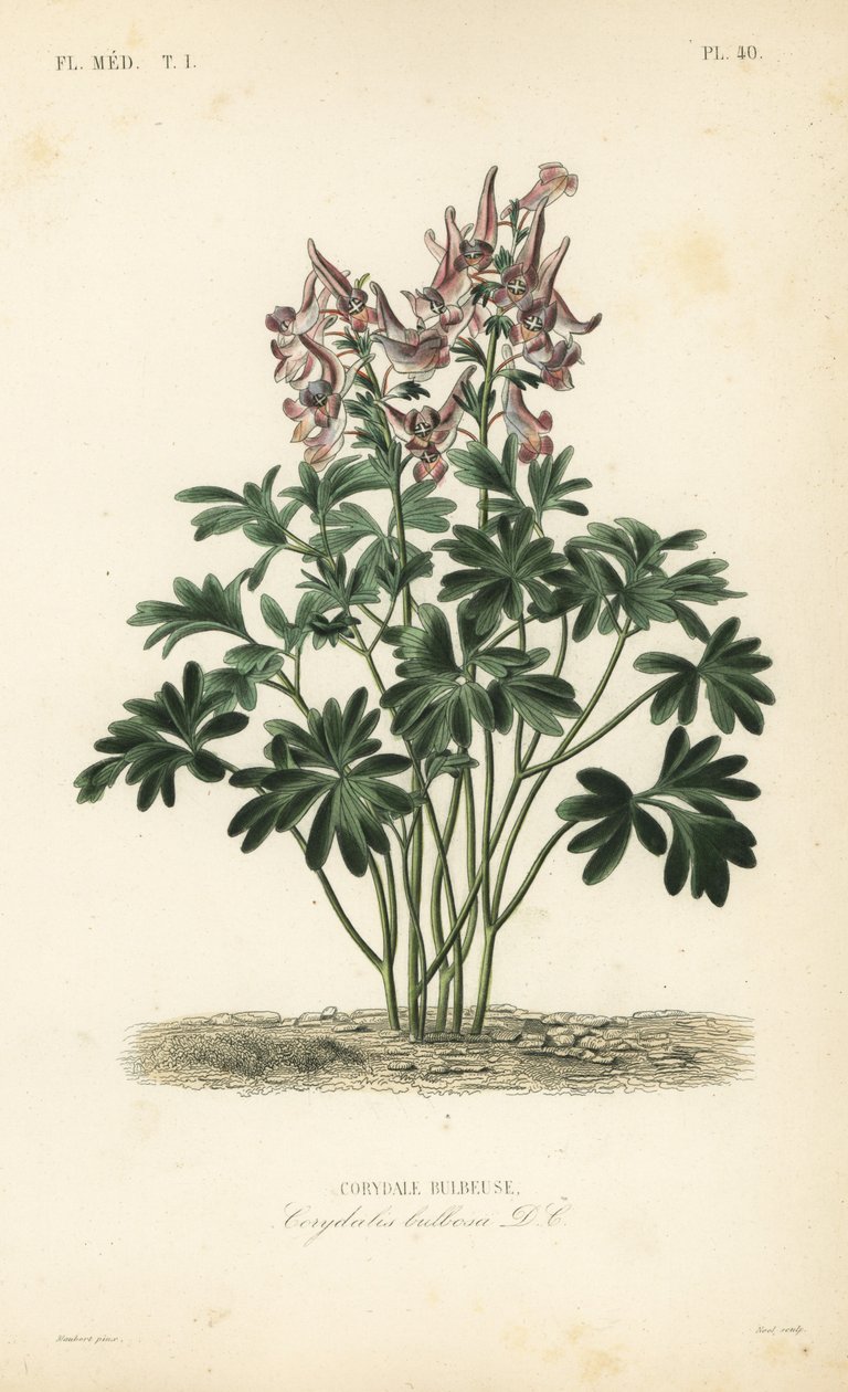 Fumewort, Corydalis solida, Corydalis bulbosa, Corydale bulbeuse 作： 不明