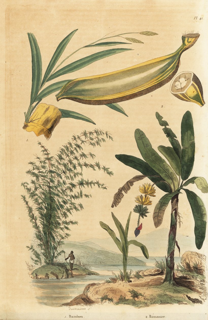 巨大なとげのある竹の植物、Bambusa bambos (Bambos arundinacea)と、果実と断面を持つバナナの木、Musa paradisiaca 作： 不明
