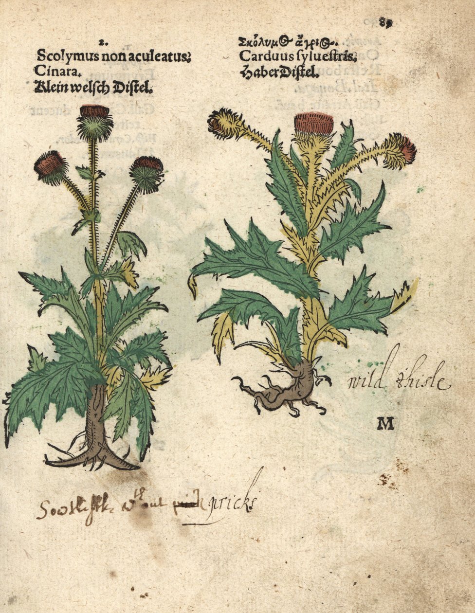 グローブ・アーティチョーク（Cynara cardunculus var. scolymus）と野アザミ（Carduus sylvestris）。アダム・ロニカーの『Krauterbuch, or Herbal, Frankfurt』に掲載された植物図版の手彩色木版画。 作： 無名の画家