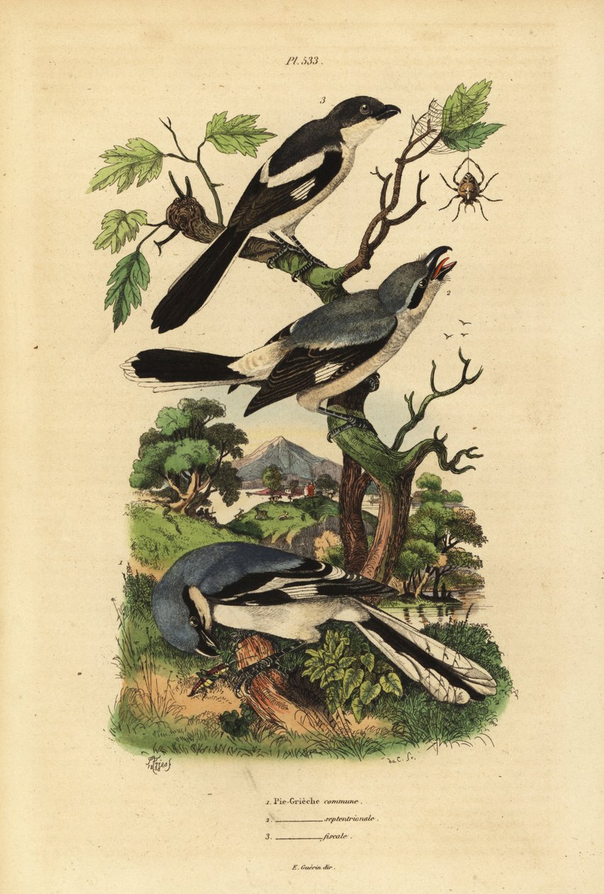 オオモズ Lanius excubitor, グレイバック・フィジカル Lanius excubitoroides, フィジカル・モズ Lanius collaris Pie Grieche commune, septentrionale, fiscal 作： 不明