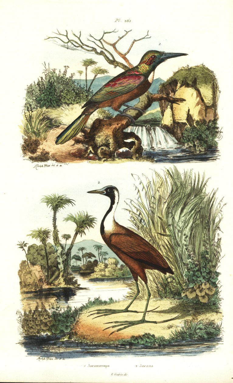 グレートジャカマー（Jacamerops aureus）、ノーザンジャカナ（Jacana spinosa）。 作： 不明